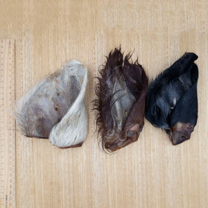 3/4 Cow Ears - Give Paws