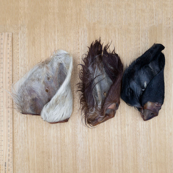 3/4 Cow Ears - Give Paws