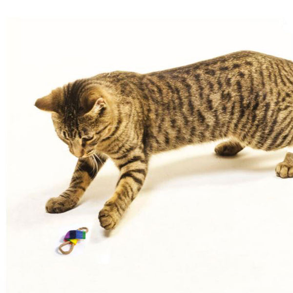 Cat Dancer Chasers - Give Paws