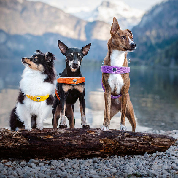 Coralpina Cinquetorri Reflective Harness