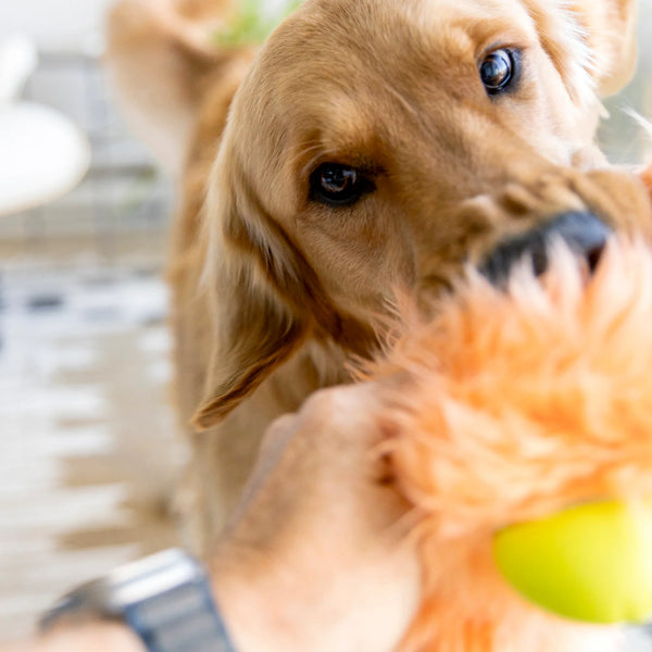 West Paw Rowdies Rough Play Toy - Olaf - Give Paws