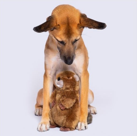 Troy Beaver - Medium - Give Paws