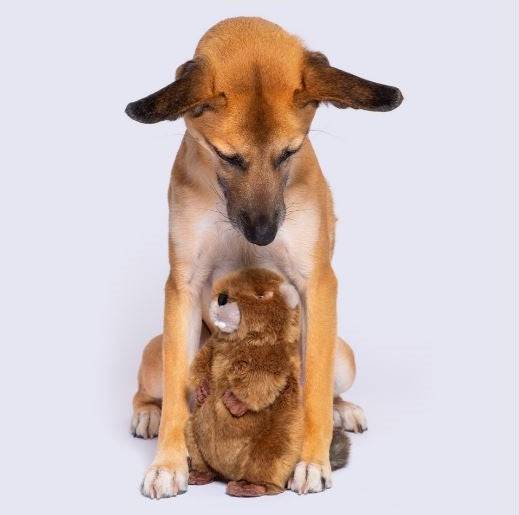 Troy Beaver - Medium - Give Paws