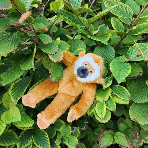 Marcel Monkey - Medium