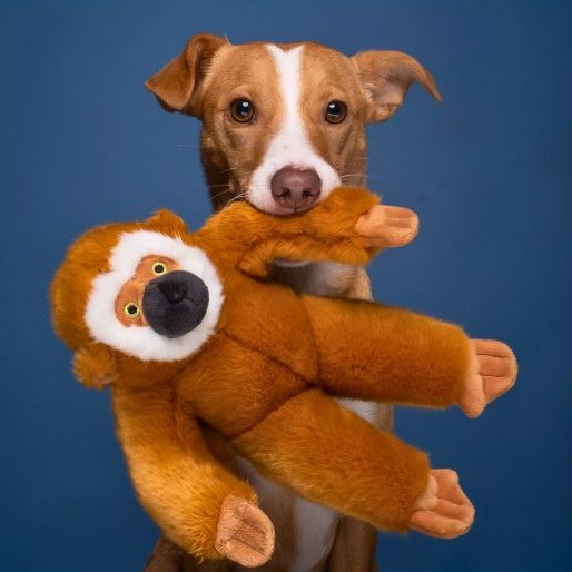 Marcel Monkey - Medium