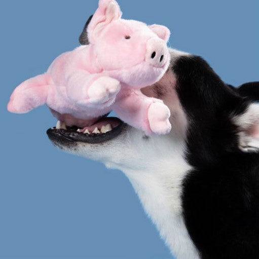Petey Pig - Medium - Give Paws