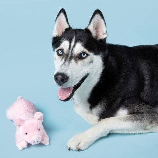 Petey Pig - Medium - Give Paws