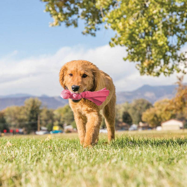 KONG Wubba Puppy - Give Paws