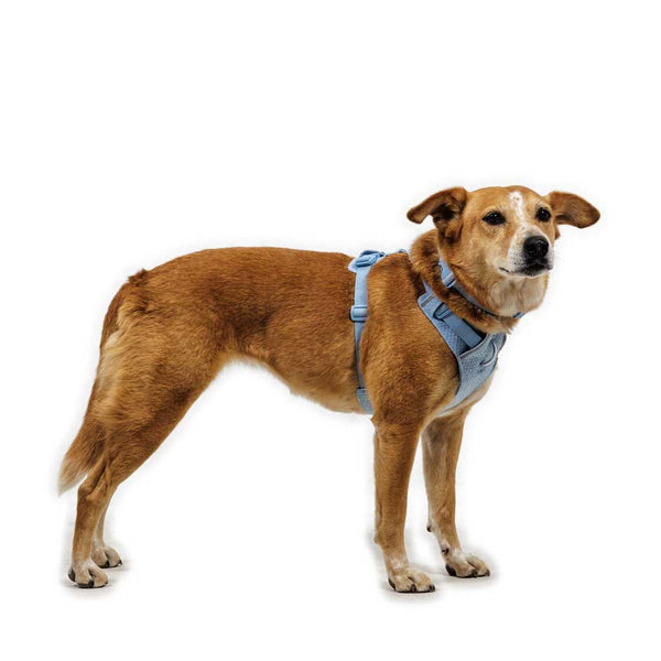 Ruffwear Front Range Flex Harness - Give Paws