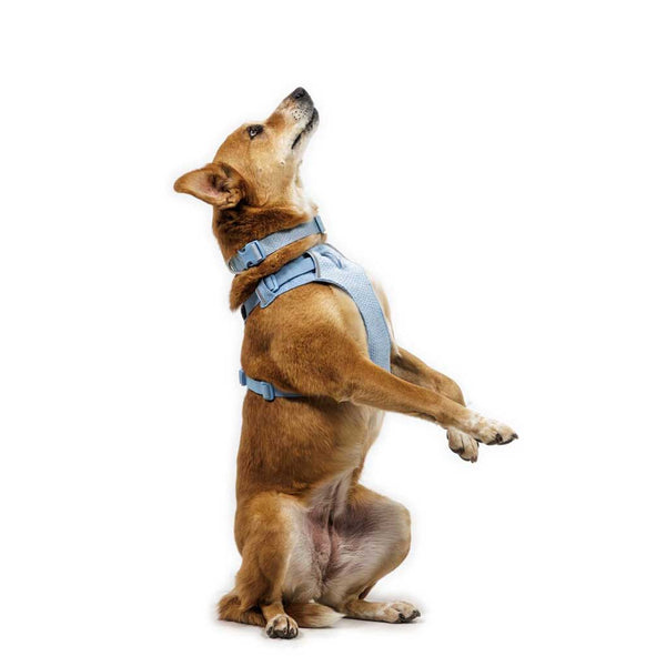Ruffwear Front Range Flex Harness - Give Paws