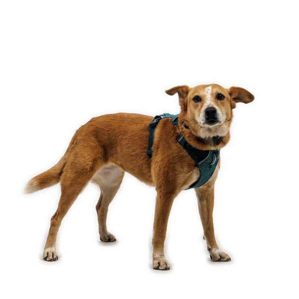 Ruffwear Front Range Flex Harness - Give Paws