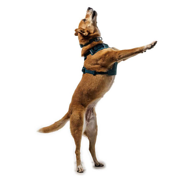 Ruffwear Front Range Flex Harness - Give Paws