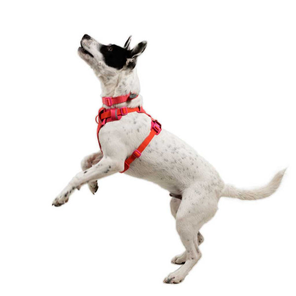 Ruffwear Front Range Flex Harness - Give Paws