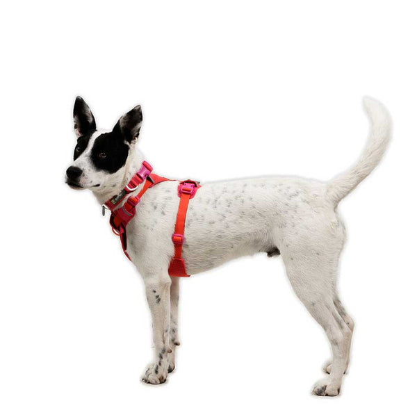 Ruffwear Front Range Flex Harness - Give Paws