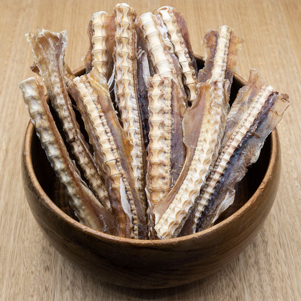 Shark Cartilage - Give Paws