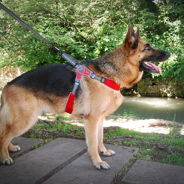 Coralpina Fiames Reflective Harness