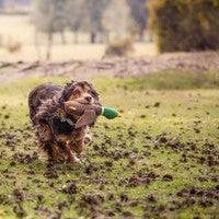 Sustainapaws Duck 100% Recycled Plastic Double Layered Plush Dog Toy - Give Paws