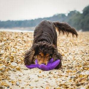 Sustainapaws Starfish 100% Recycled Plastic Double Layered Plush Dog Toy - Give Paws