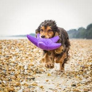 Sustainapaws Starfish 100% Recycled Plastic Double Layered Plush Dog Toy - Give Paws