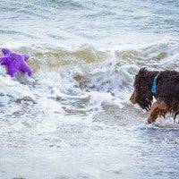 Sustainapaws Starfish 100% Recycled Plastic Double Layered Plush Dog Toy - Give Paws