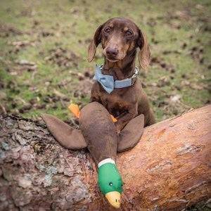 Sustainapaws Duck 100% Recycled Plastic Double Layered Plush Dog Toy - Give Paws