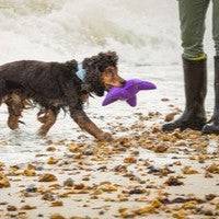 Sustainapaws Starfish 100% Recycled Plastic Double Layered Plush Dog Toy - Give Paws
