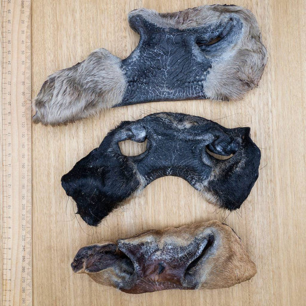 Cow Snouts - Give Paws