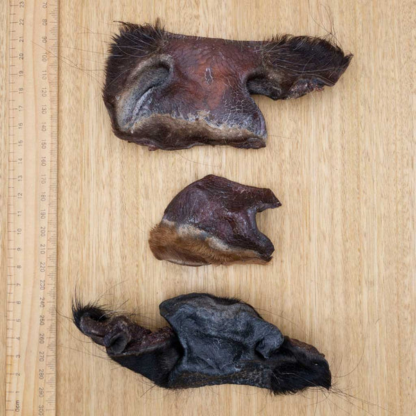 Cow Snout Pieces - Give Paws