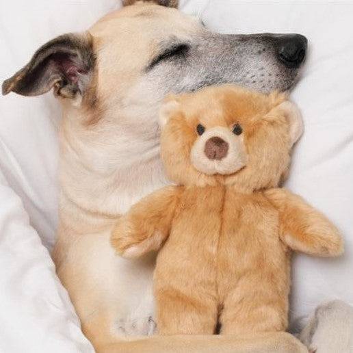 Mr Honey Bear - Medium - Give Paws