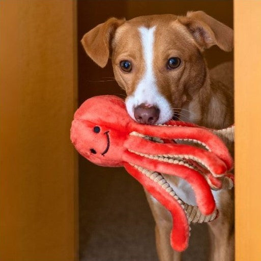 Squirt Octopus - Small