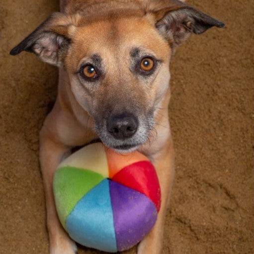 Mini Beach Ball - Small - Give Paws