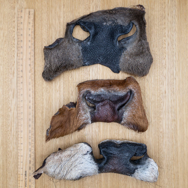 Cow Snouts - Give Paws