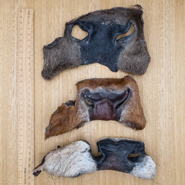 Cow Snouts - Give Paws