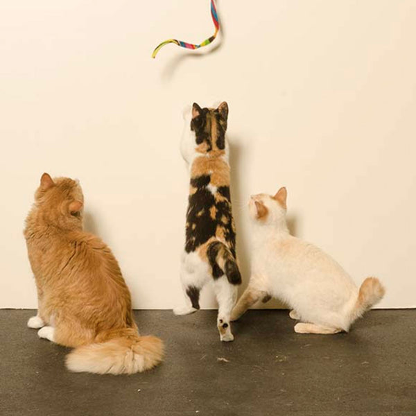 Cat Dancer Cat Charmer - Give Paws