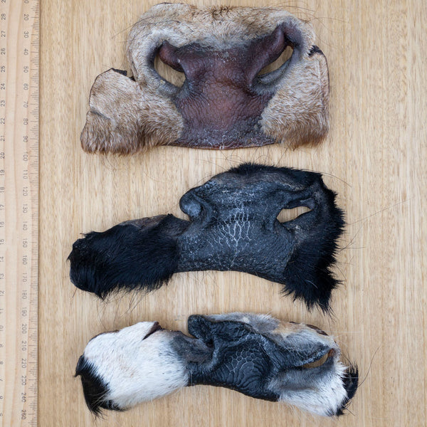 Cow Snouts - Give Paws