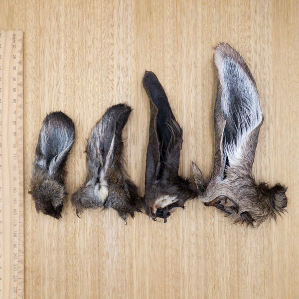 Wallaby Ears - Give Paws
