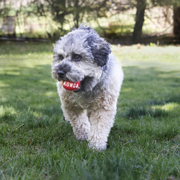 KONG Signature Balls (2-Pack) - Give Paws