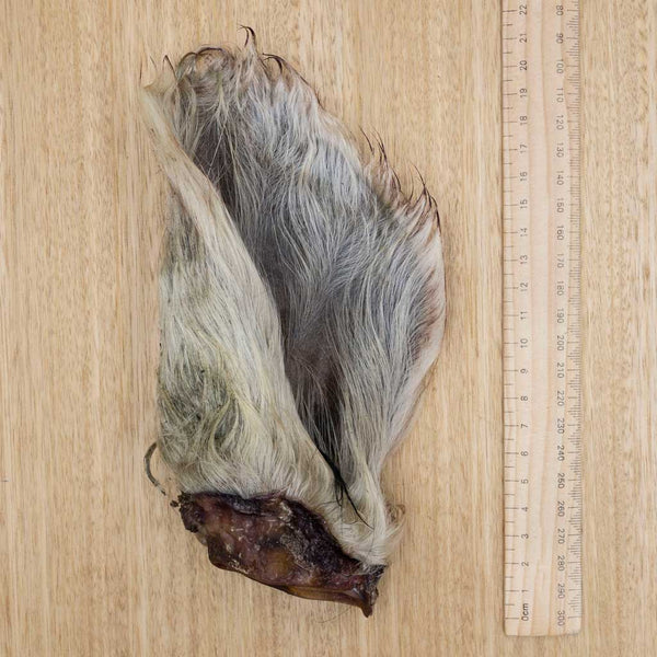 Cow Ears - Give Paws