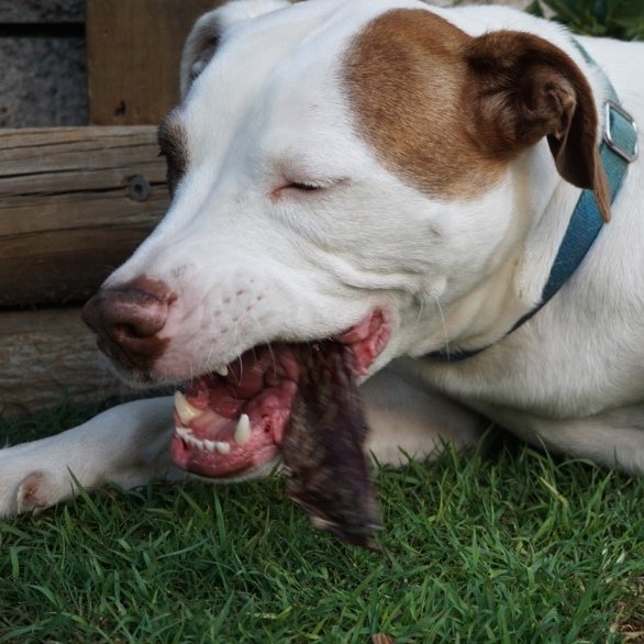 Kangaroo Jerky - Give Paws