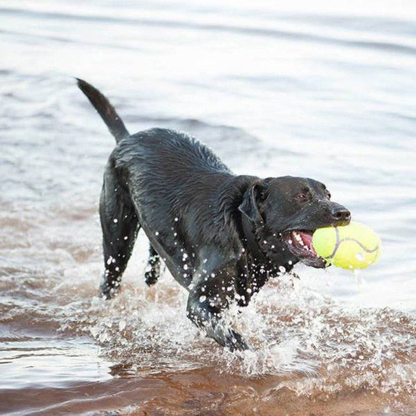 KONG AirDog Dumbbell - Give Paws