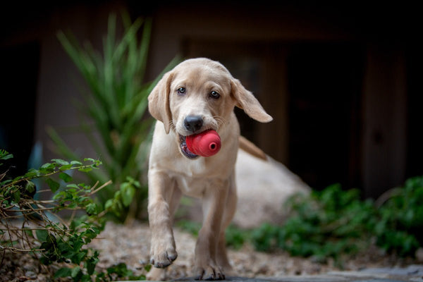 KONG Classic - Give Paws