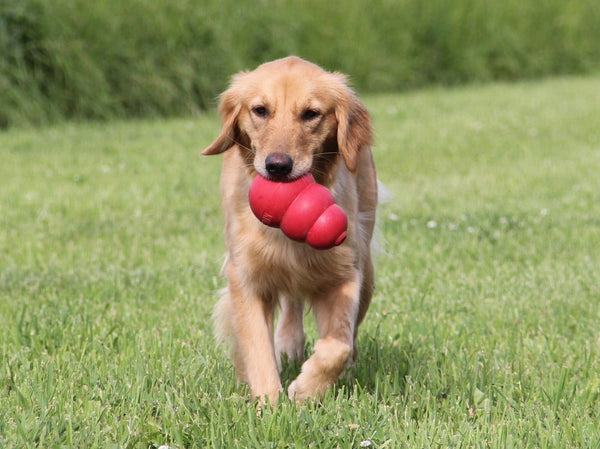 KONG Classic - Give Paws