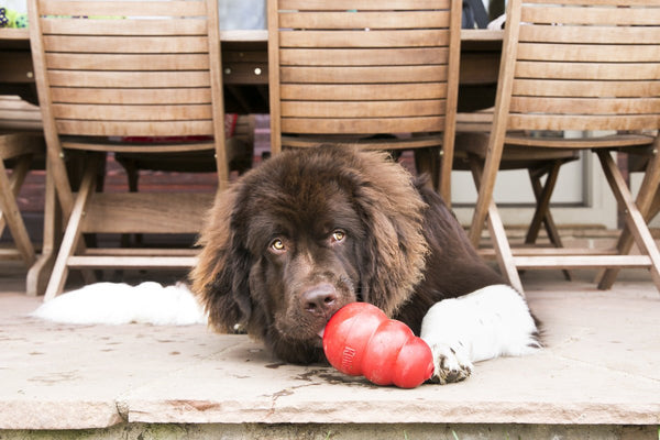 KONG Classic - Give Paws