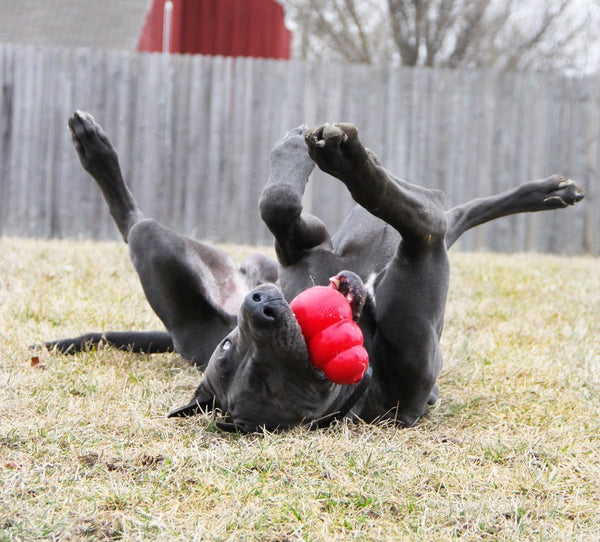 KONG Classic - Give Paws