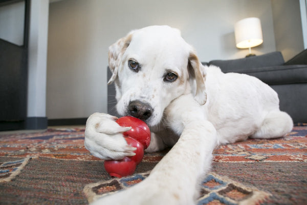 KONG Classic - Give Paws