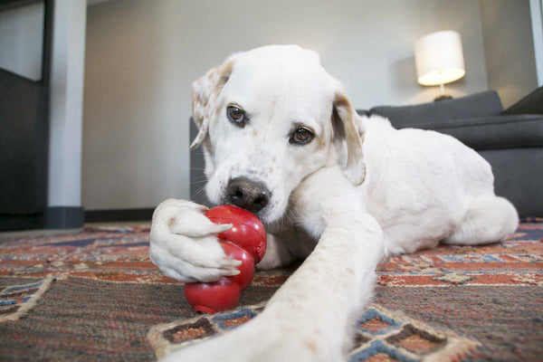 KONG Classic - Give Paws
