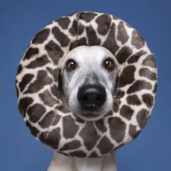 Python Ring - Large - Give Paws