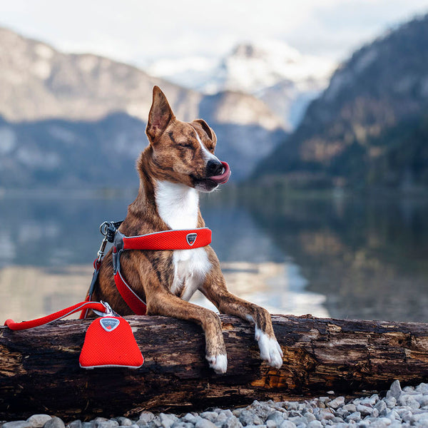 Coralpina Cinquetorri Reflective Harness