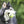 KONG SqueakAir Ball with Rope - Give Paws