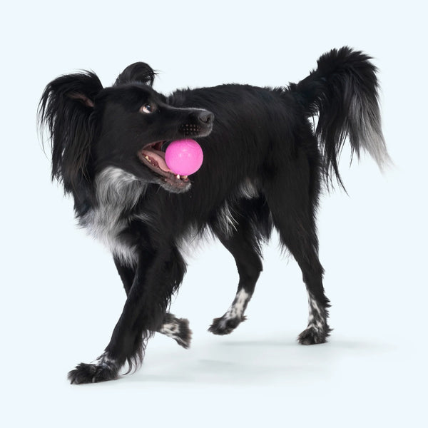 West Paw Boundr - 2 Pack